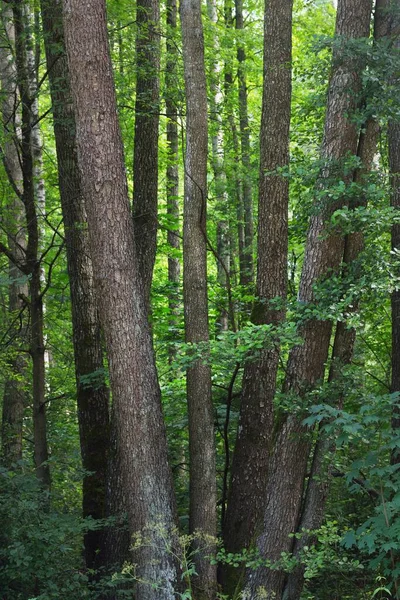 Green Summer Deciduous Forest Tree Trunks Close Dark Atmospheric Landscape — Stock Photo, Image