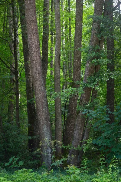 낙엽수림 줄기를 클로즈업합니다 어두운 생태학 — 스톡 사진