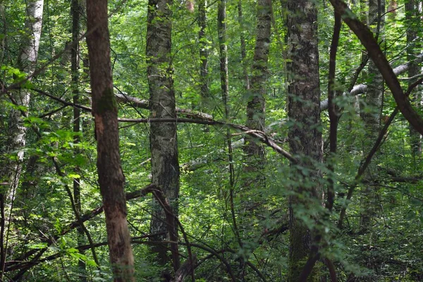 Zelený Letní Opadavý Les Kmeny Stromů Zblízka Temná Atmosférická Krajina — Stock fotografie
