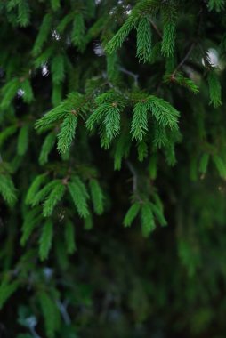 Genç çam ağacının yeşil iğneleri. Çam ormanı. Yumuşak güneş ışığı. Bokeh 'te ağaçlar bulanıklaştı. Makrofotoğrafçılık, grafik kaynaklar, kopyalama alanı. Doğa, mevsimler, çevre koruma, yeniden ağaçlandırma