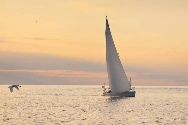 白いスループは 日没時にバルト海を航行するヨットを操縦しました 嵐の後に澄んだ空 黄金の太陽 空飛ぶ白鳥のクローズアップ クルーズ スポーツ レクリエーション レース レガッタ — ストック写真
