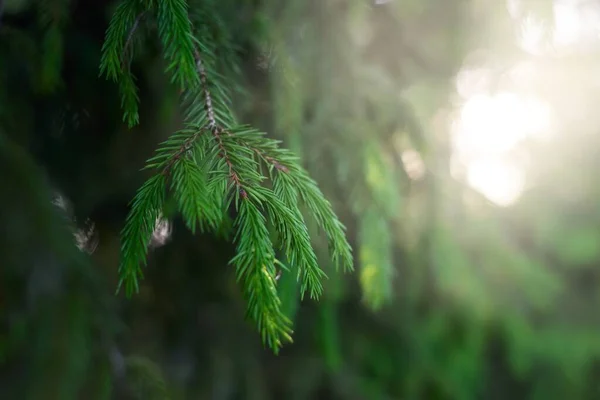 Aiguilles Vertes Jeune Épinette Une Forêt Pins Lumière Douce Soleil — Photo