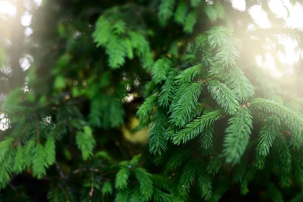 若いトウヒの木の緑の針 太陽の光だ 木がぼんやりしている マクロ写真 グラフィックリソース コピースペース 環境保全 森林再生 — ストック写真