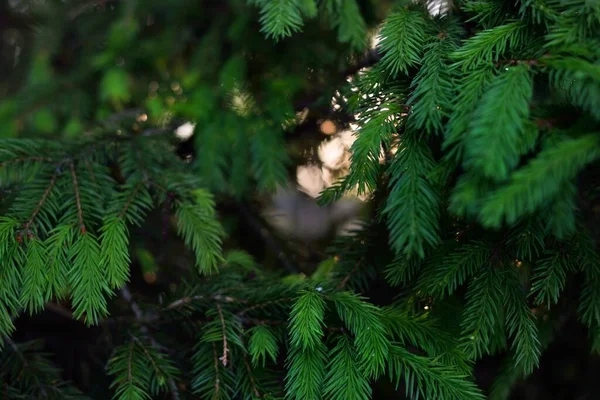 Zielone Igły Młodego Świerku Sosnowy Las Miękkie Światło Słoneczne Drzewa — Zdjęcie stockowe