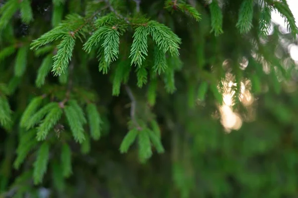 Green Needles Young Spruce Tree Pine Forest Soft Sunlight Trees — Stock Photo, Image