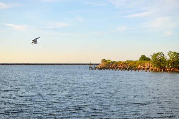 Чайка Летить Над Піщаними Дюнами Балтійського Моря Під Час Заходу — стокове фото