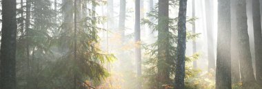 Güneşin doğuşunda görkemli yeşil orman. Güçlü ladin ağaçları, yosunlar, yeşil bitkiler. Sabah sisi, saf güneş ışığı, güneş ışınları. Idyllic manzara. Doğa, mevsimler, yaz. Peri masalı, fantezi kavramları