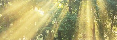 Güneş ışınları her daim yeşil olan ormanın ağaç gövdelerinden akıyor. Peri yaz manzarası. Güçlü ağaçlar yakın plan. Altın güneş ışığı. Resimli panoramik manzara. Saf doğa, çevresel koruma