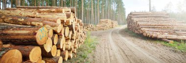 Yeşillik ormanda yakacak odun, yakın plan çam ağacı kütükleri. Çevresel hasar, ekolojik sorunlar, ekoloji, doğa, ahşap, ormansızlaşma, alternatif enerji, kereste endüstrisi, iş