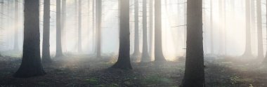 Sabahları sisli, görkemli ve yemyeşil ormanın panoramik manzarası. Güçlü çam ağacı siluetleri. Atmosferik rüya gibi yaz manzarası. Güneş ışınları, gizemli mavi ışık. Doğa, fantezi, peri masalı