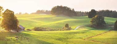 Gün batımında yeşil tepeler ve çayırların (tarımsal alanlar) resimli panoramik manzarası. Koyunlar otluyor, yakın plan. Arka planda orman var. Idyllic kırsal kesim. Pastoral manzara. Yeni Zelanda