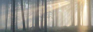 Sabahları sisli, görkemli ve yemyeşil ormanın panoramik manzarası. Güçlü çam ağacı siluetleri. Atmosferik rüya gibi yaz manzarası. Güneş ışınları, gizemli altın ışık. Doğa, fantezi, peri masalı