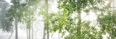 Gün doğumunda karışık kozalaklı ormanın resimli manzarası. Sis, sis, güneş ışınları. Çam, köknar, meşe ve huş ağaçlarını yakından çek. Gizemli sonbahar manzarası. Sonbahar mevsimi, saf doğa, ekoloji, eko turizm