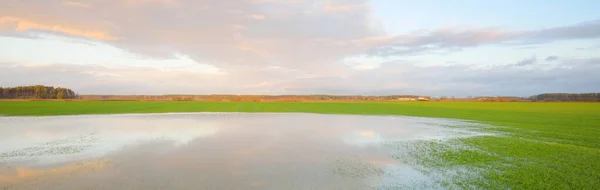 Verde Arado Campo Agrícola Atardecer Árboles Solitarios Bosque Fondo Cielo —  Fotos de Stock