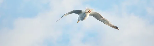 海鸥在晴朗的蓝天与积云的映衬下飞行 芬兰赫尔辛基 肖像画艺术 鸟类学 图像资源 宏观摄影概念 — 图库照片