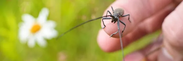 Beetle Monochamus Sutor Wood Pest Natural Habitat Extreme Close Hand — Stock Photo, Image