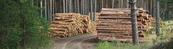 Lareira Recém Feita Floresta Sempre Verde Troncos Pinheiros Close Danos — Fotografia de Stock