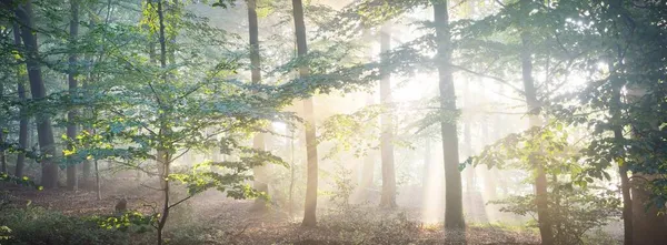 Vista Panorámica Del Majestuoso Bosque Siempreverde Una Niebla Matutina Poderosas —  Fotos de Stock