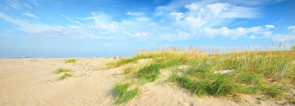 晴れた夏の日にバルト海の砂浜 緑の草や植物のクローズアップ 白色の雲で青空をきれいにする 牧歌的な海の景色 レクリエーションのテーマ ドイツ — ストック写真