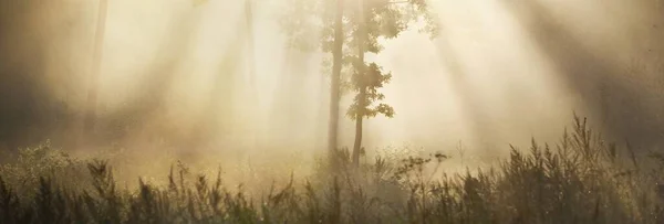 Misteriosa Foresta Sempreverde All Alba Luce Del Sole Dorata Raggi — Foto Stock