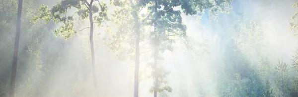 Mysterious Evergreen Forest Sunrise Golden Sunlight Sunbeams Fog Haze Pine — Stock Photo, Image