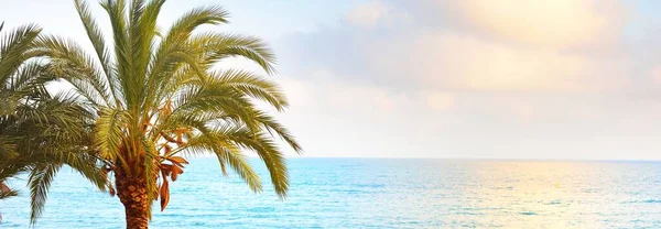 Palm Och Sandstrand Solig Sommardag Medelhavet Alicante Spanien Tropiskt Paradis — Stockfoto