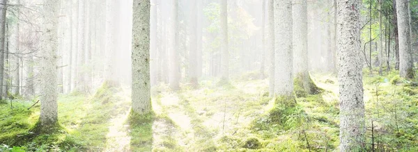 日の出には雄大な常緑樹林 力強い松の木苔緑の植物 朝の霧 純粋な太陽の光 牧歌的な風景です おとぎ話 ファンタジーの概念 — ストック写真