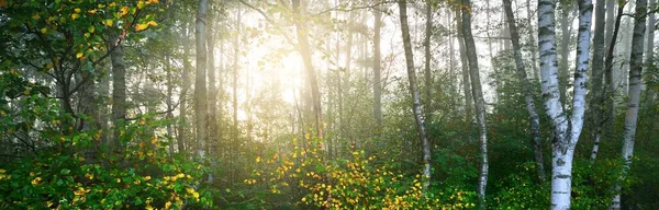 日の出にカラフルな白樺林の緑の牧草地 朝の霧 日光の木の幹を流れる 妖精の森のシーン フィンランドの環境保全 — ストック写真