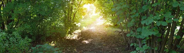 緑の落葉樹林 自然のトンネルを通過 古いモッシーの木や若い茂みがクローズアップされます 幹を通して日光 生態系 エコツーリズム ノルディックウォーキング レクリエーション — ストック写真