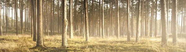 Вечнозеленый Лес Закате Стена Могучих Сосен Крупным Планом Чистый Золотой — стоковое фото
