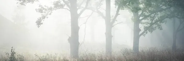 Cenário Pitoresco Floresta Escura Misterioso Nevoeiro Nascer Sol Raios Sol — Fotografia de Stock