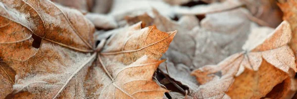 Lesní Dno Hnědých Zlatých Javorových Listů Pokryté Křišťálově Čistým Chraplavým — Stock fotografie