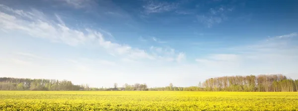 Champ Colza Jaune Fleurs Contre Ciel Bleu Clair Lettonie Scène — Photo