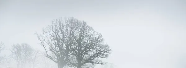 Poderoso Roble Campo Agrícola Arado Una Espesa Niebla Blanca Mañana —  Fotos de Stock