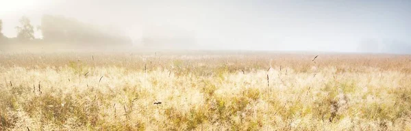 日の出の森の牧草地 純粋な朝の日差し 黄金の小花を閉じる ラトビアのヴァルミエラ 大気の風景 自然環境保全生態学 — ストック写真