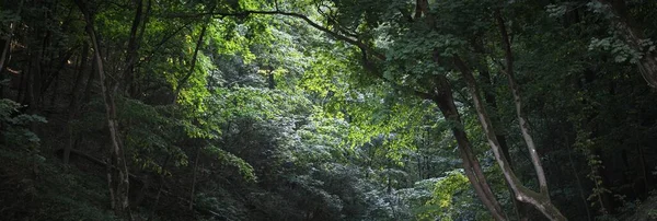 Floraison Fleurs Sauvages Dans Pré Près Des Collines Verdoyantes Forêt — Photo