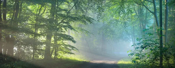 雄伟的绿落叶森林中的小路 天然隧道巨大的树木轮廓 柔和的阳光 大气梦幻般的夏季风景 纯粹的自然 童话故事 — 图库照片