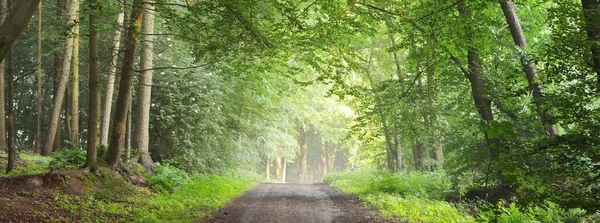 Vägen Går Majestätisk Grön Lövskog Naturlig Tunnel Mäktiga Trädsiluetter Dimma — Stockfoto