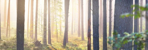 Small Golden Bush Evergreen Pine Forest Sunrise Close Morning Fog — Stock Photo, Image