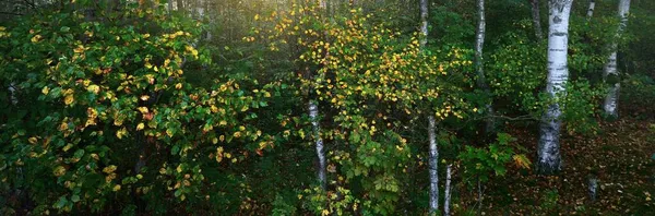 Egy Zöld Rét Egy Színes Nyírfa Erdőben Napkeltekor Reggel Köd — Stock Fotó