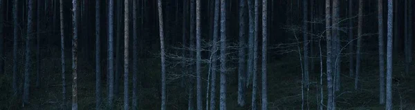 Темно Величественный Светло Эверзелёный Сосновый Лес Таинственный Красный Синий Свет — стоковое фото