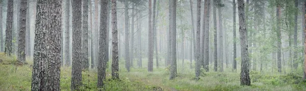 Egy Földút Útvonal Magas Ősi Fenyőfákon Keresztül Ködben Esős Nap — Stock Fotó
