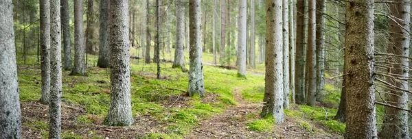 Cesta Skrz Věčně Zelený Les Starověké Borovice Opadavé Stromy Mech — Stock fotografie
