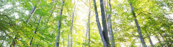 Χαμηλή Οπτική Γωνία Του Πράσινου Δάσους Οξιάς Κοντινοί Κορμοί Δέντρων — Φωτογραφία Αρχείου