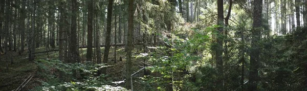 Cenário Pitoresco Floresta Perene Pinheiro Antigo Árvores Caducas Musgo Samambaia — Fotografia de Stock