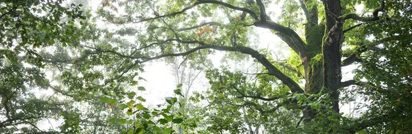 Close Árvore Caduca Poderoso Feiticeiro Nevoeiro Nascer Sol Musgo Samambaia — Fotografia de Stock