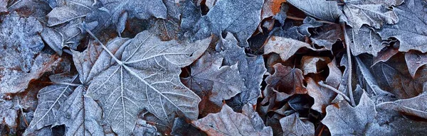 Maple Bladeren Bedekt Met Kristalheldere Vorst Textuur Achtergrond Behang Grafische — Stockfoto