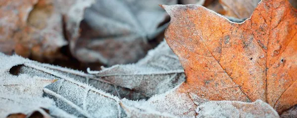 Forest Floor Brown Golden Maple Leaves Covered Crystal Clear Hoarfrost — Stock Photo, Image