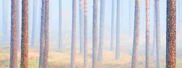 Евергрін Сосновий Ліс Світанку Ранковий Туман Сонячне Світло Протікає Крізь — стокове фото