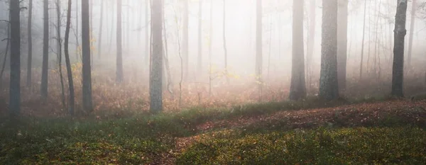 混合針葉樹林の朝の霧 苔むした丘の上の松やモミの木のクローズアップ 神秘的な秋の風景 日光の木の幹を流れる ラトビアのケメリ国立公園 — ストック写真